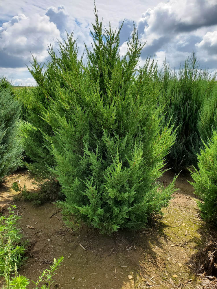 Juniper MountbattenWeb