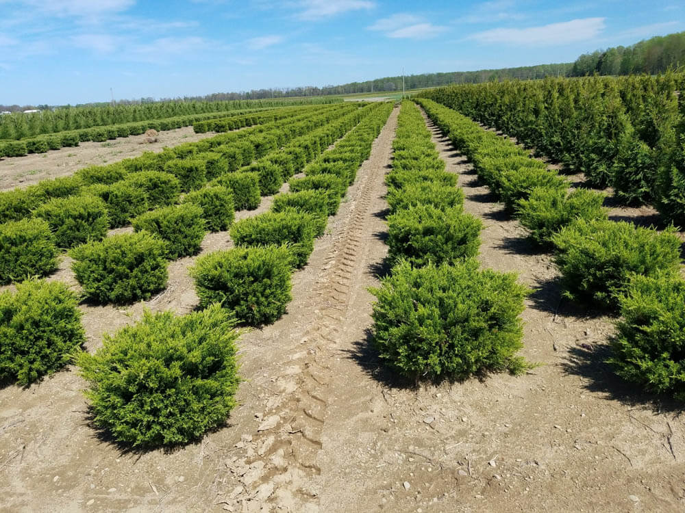 Juniper Sea GreenWeb