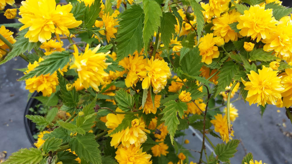 Kerria Pleniflora Japanese RoseWeb