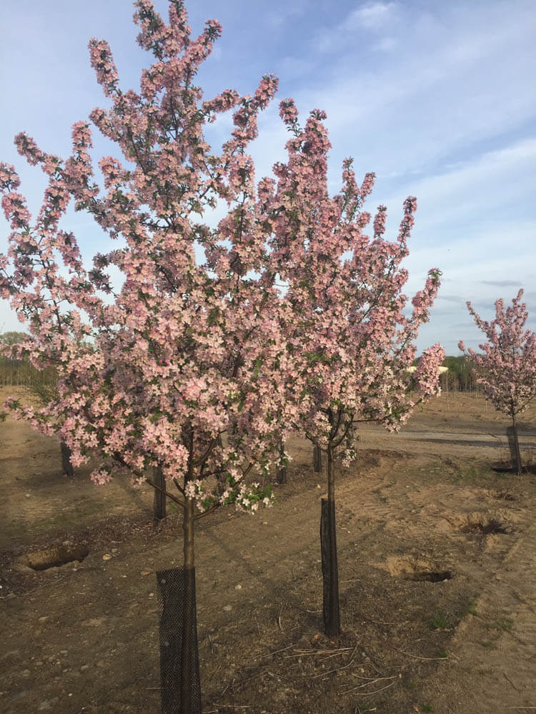 Malus Pink SparklesWeb