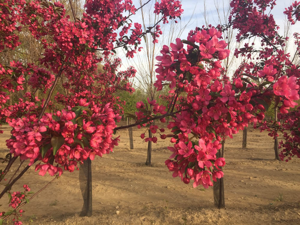 Malus PrairiefireWeb