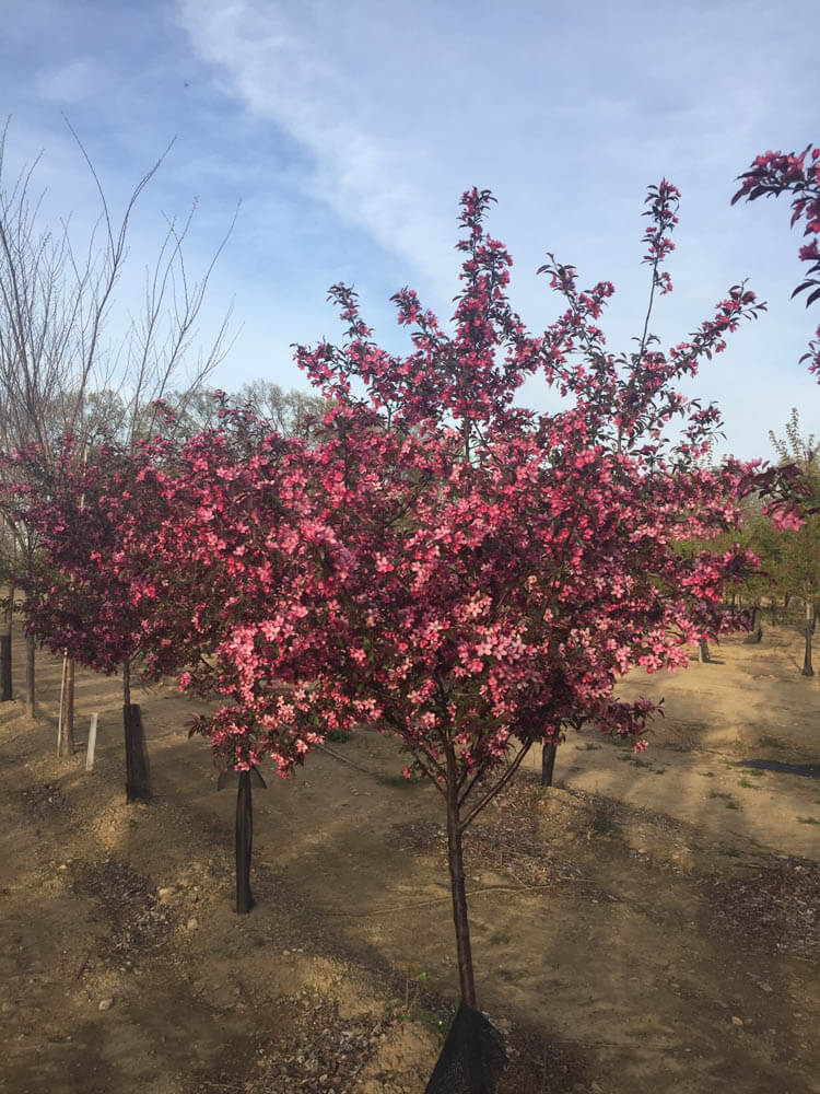 Malus Purple PrinceWeb