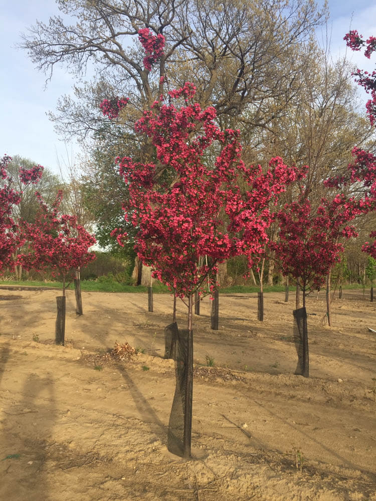 Malus Red BarronWeb