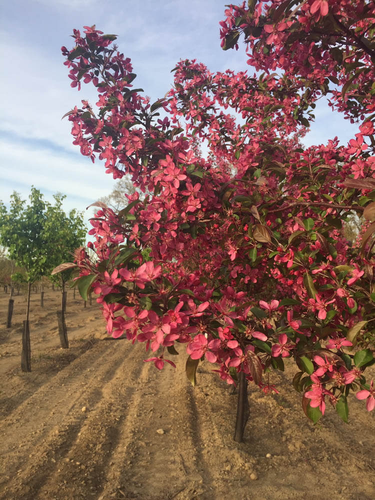 Malus Royal RaindropsWeb