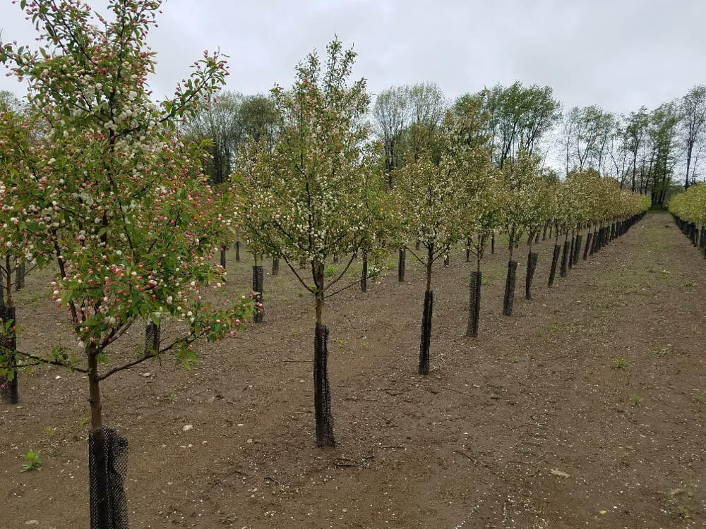 Malus SnowdriftWeb