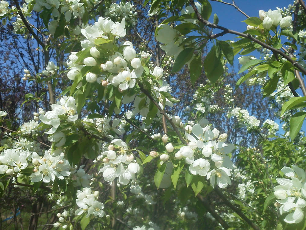 Malus Spring SnowWeb