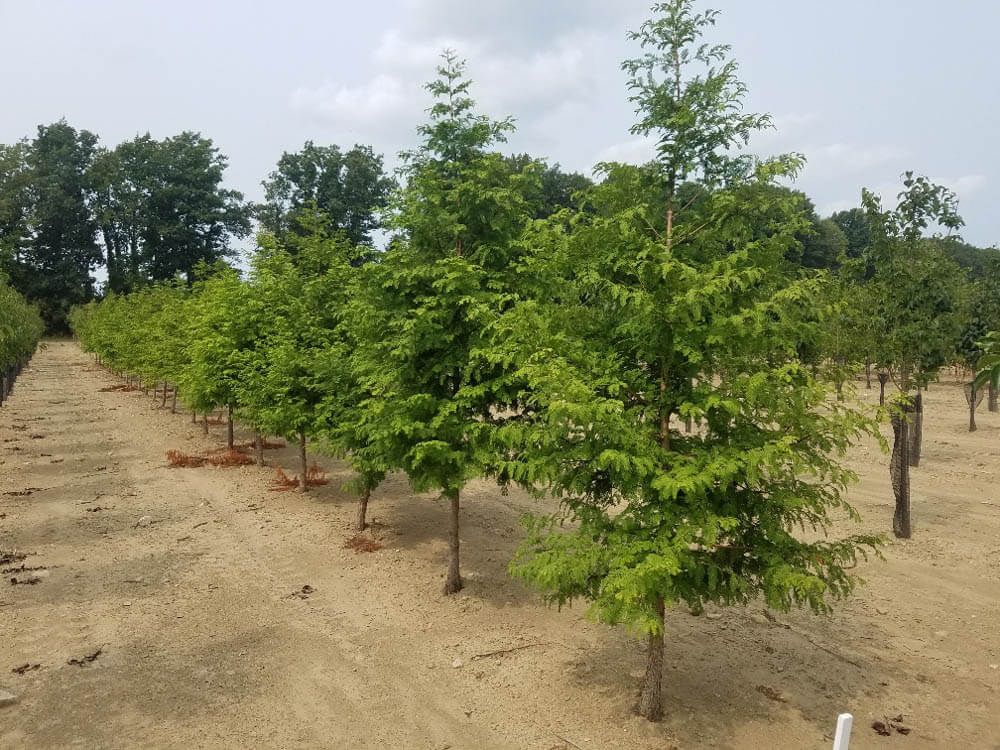 Metasequoia RedwoodWeb