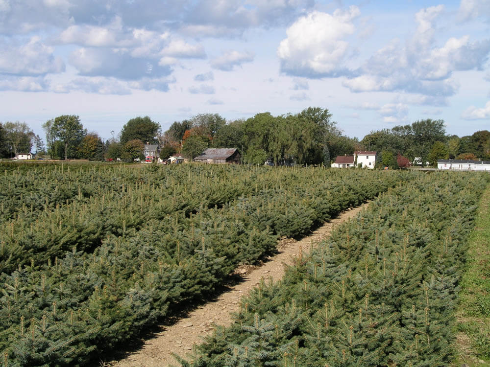 Picea Pungens LinerWeb