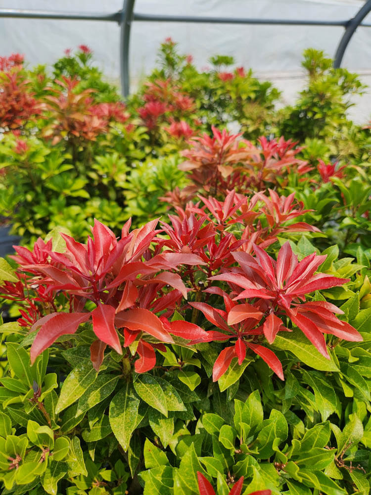 Pieris Mountain FireWeb