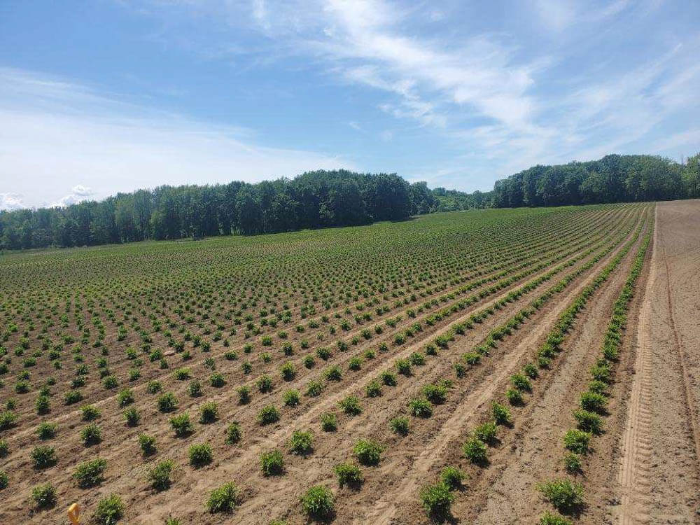 Planting Boxwood 6 10 22Web