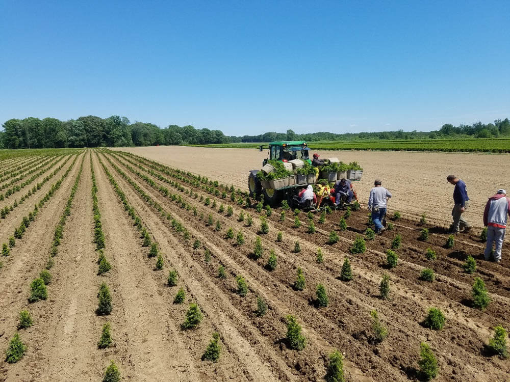 Planting Caps 6 11 19 4Web