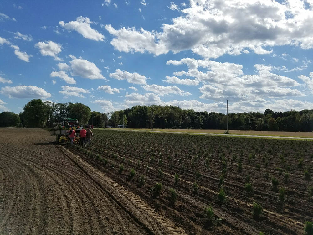 Planting Green Giant 2 on Grimshaw 9 16Web