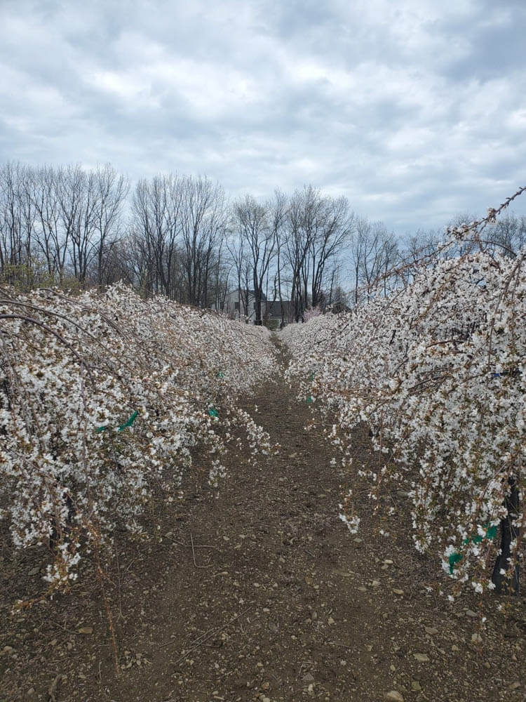 Prunus Snow FountainsWeb