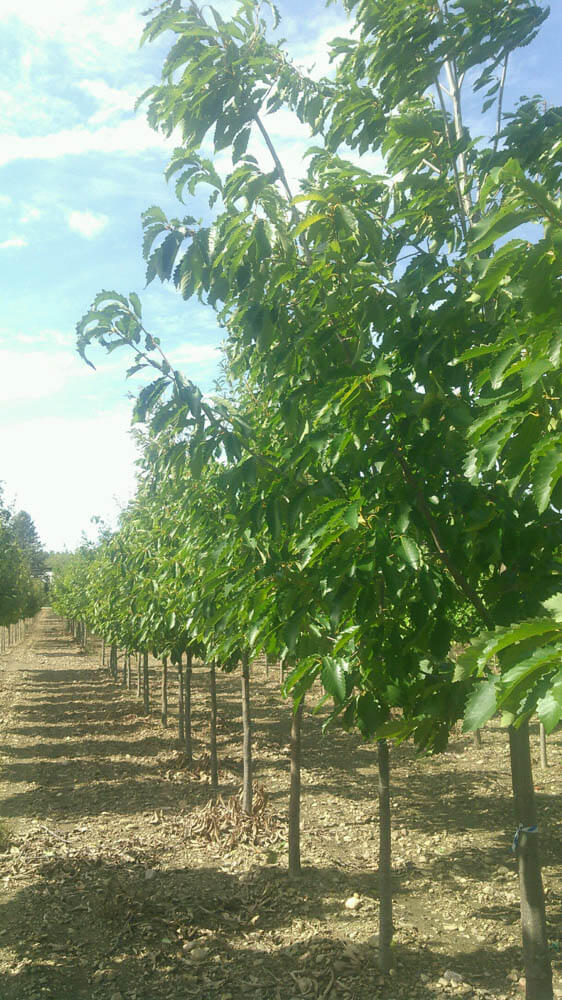 Quercus Robur English OakWeb