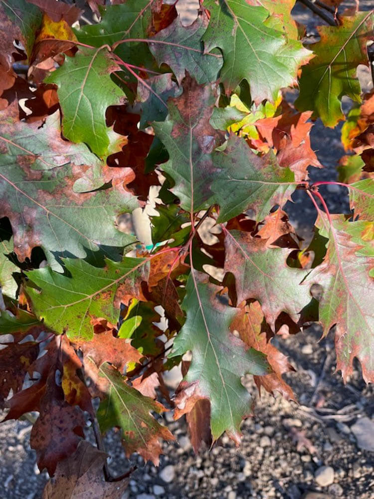 Quercus Rubra 2 Red OakWeb