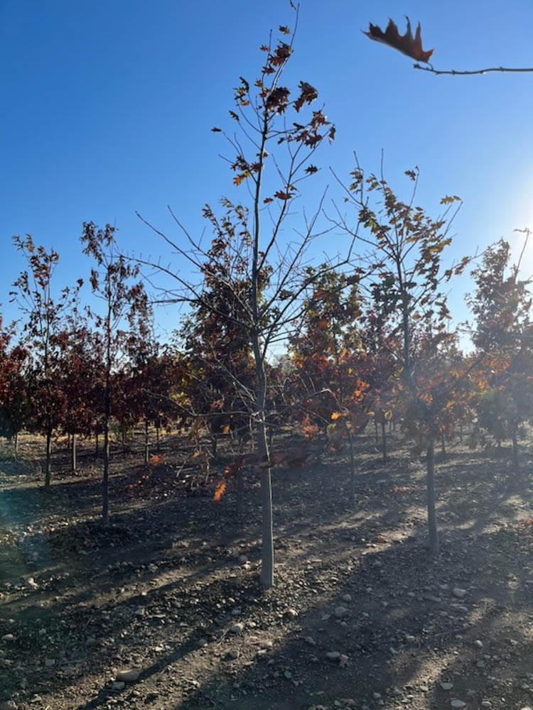 Quercus Rubra Red OakWeb