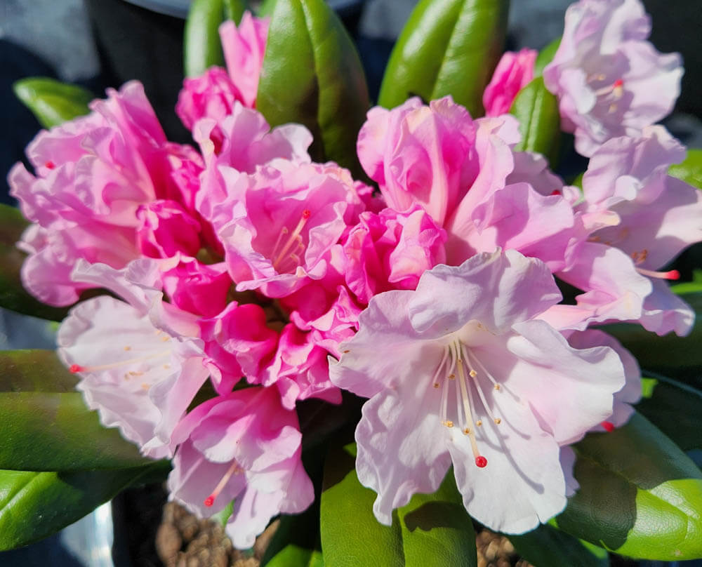 Rhododendron HellikkiWeb