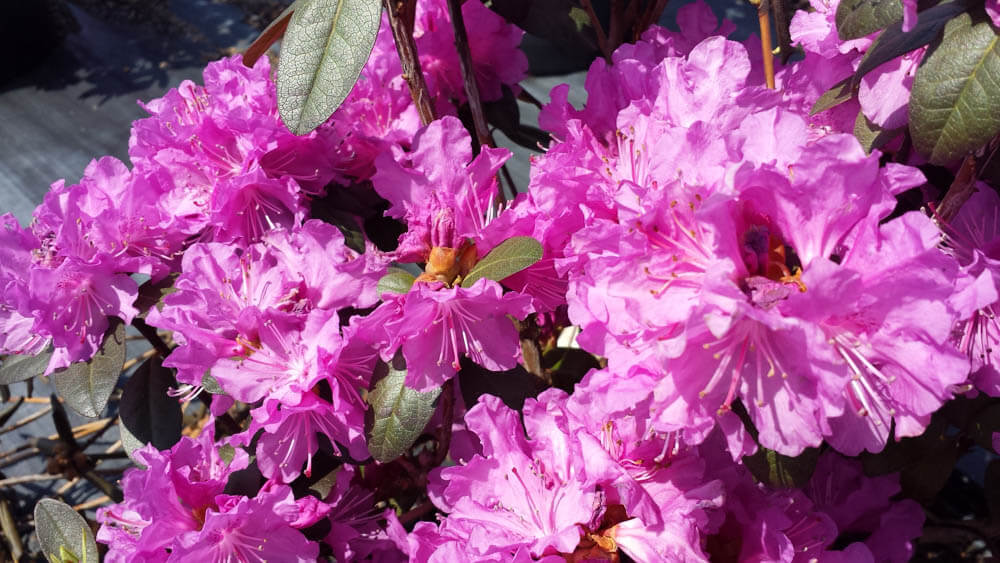 Rhododendron PJM Elite 2Web