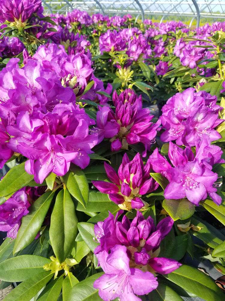 Rhododendron Purple PassionWeb