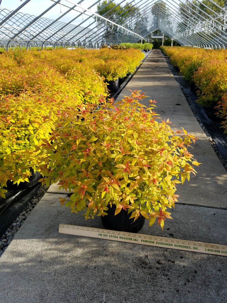 Spiraea GoldflameWeb