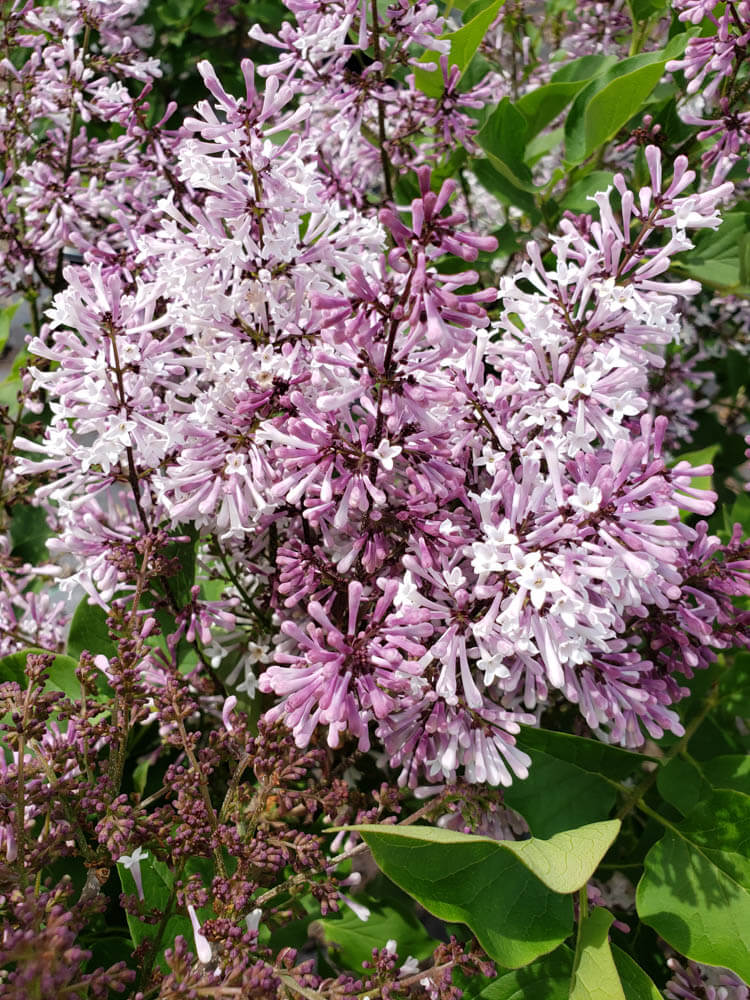 Syringa Miss Kim 2Web