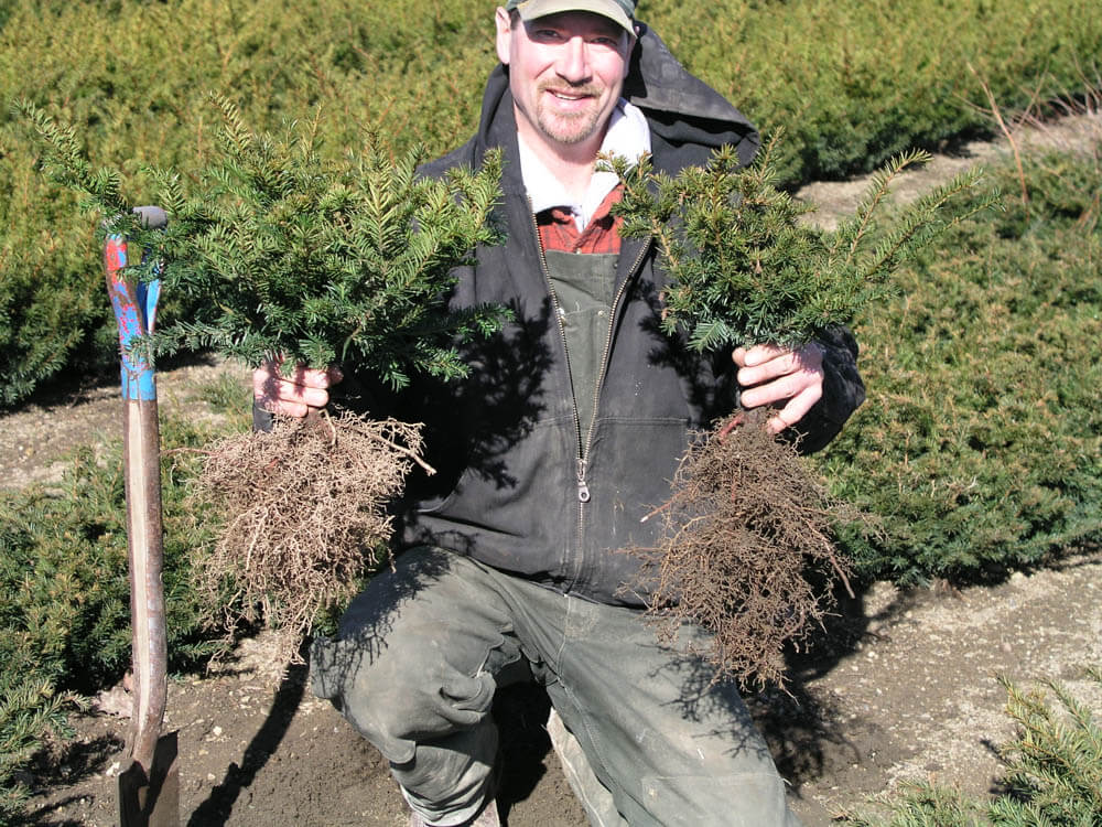 Taxus b. Repandens LinerWeb