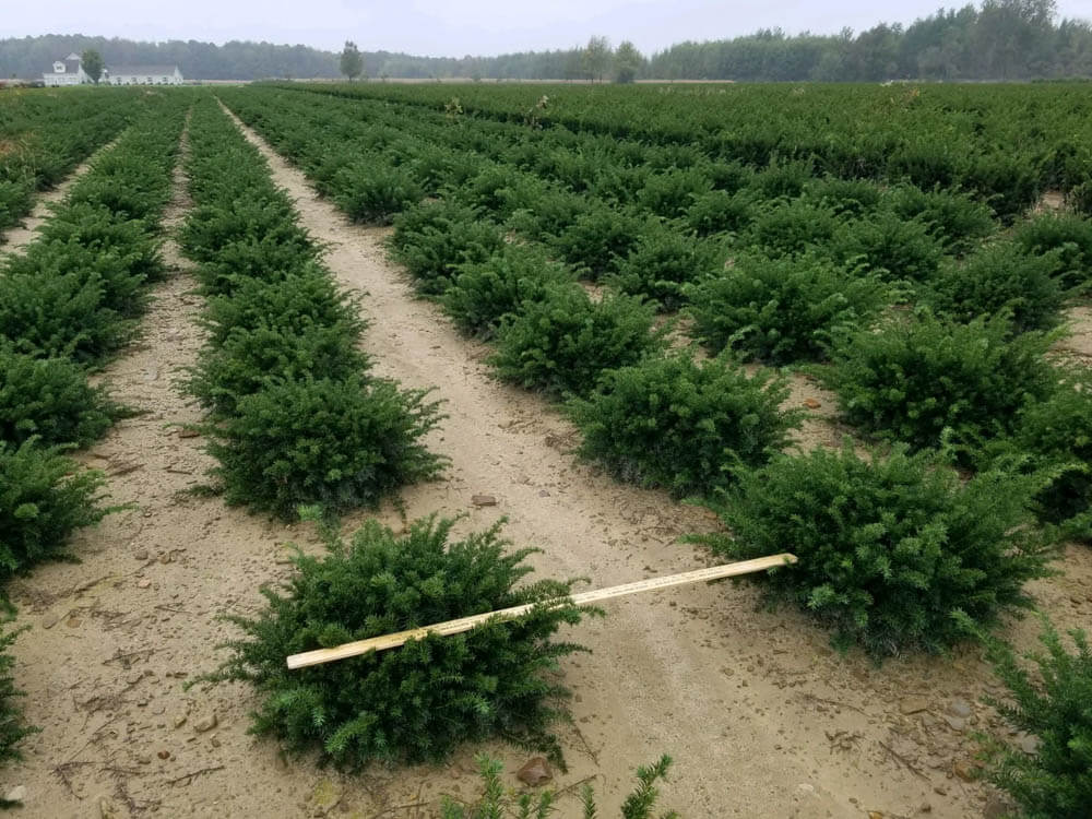 Taxus b. RepandensWeb