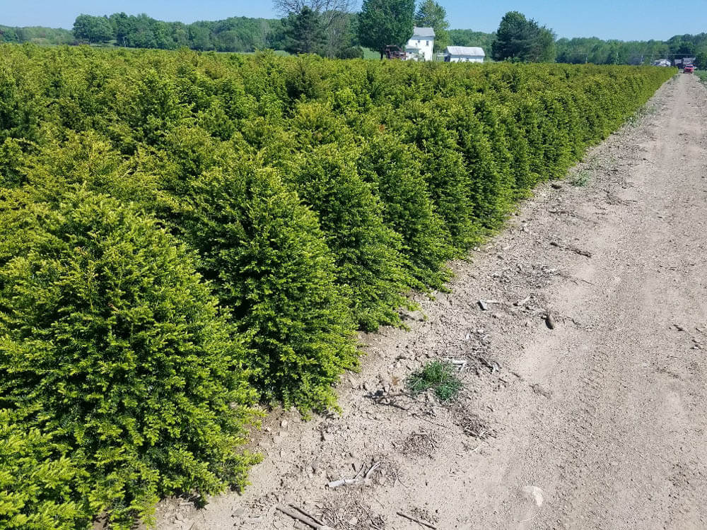 Taxus c. Capitata 2Web