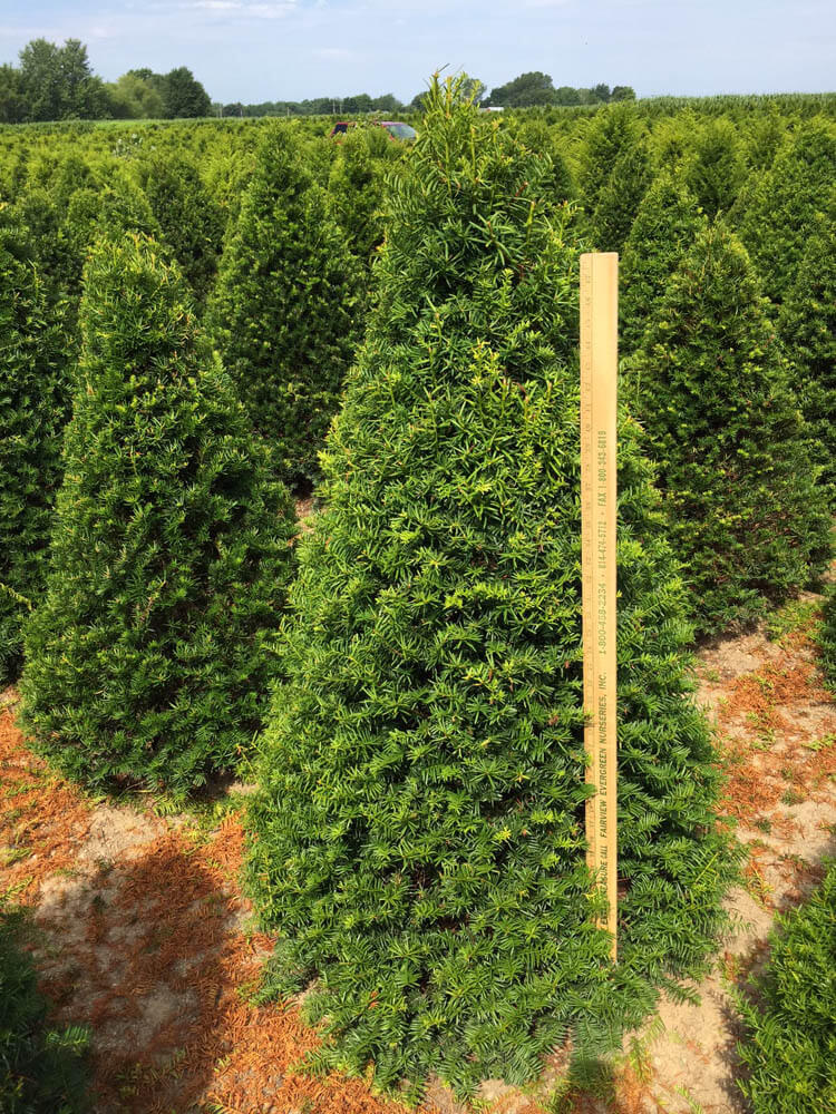 Taxus c. CapitataWeb