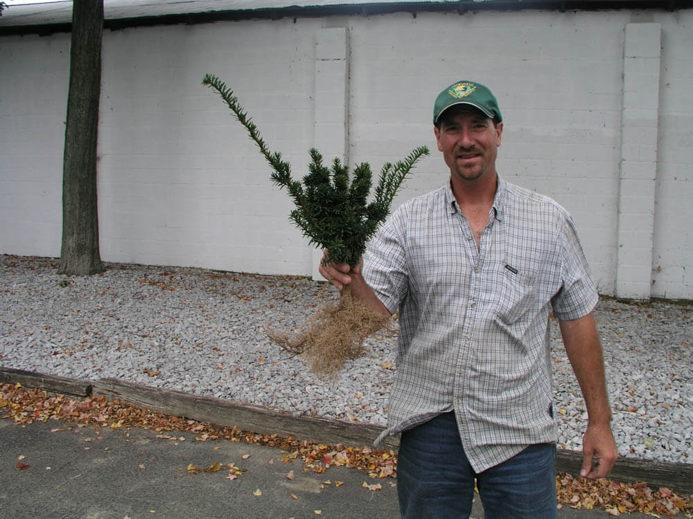 Taxus c. Nana LinerWeb