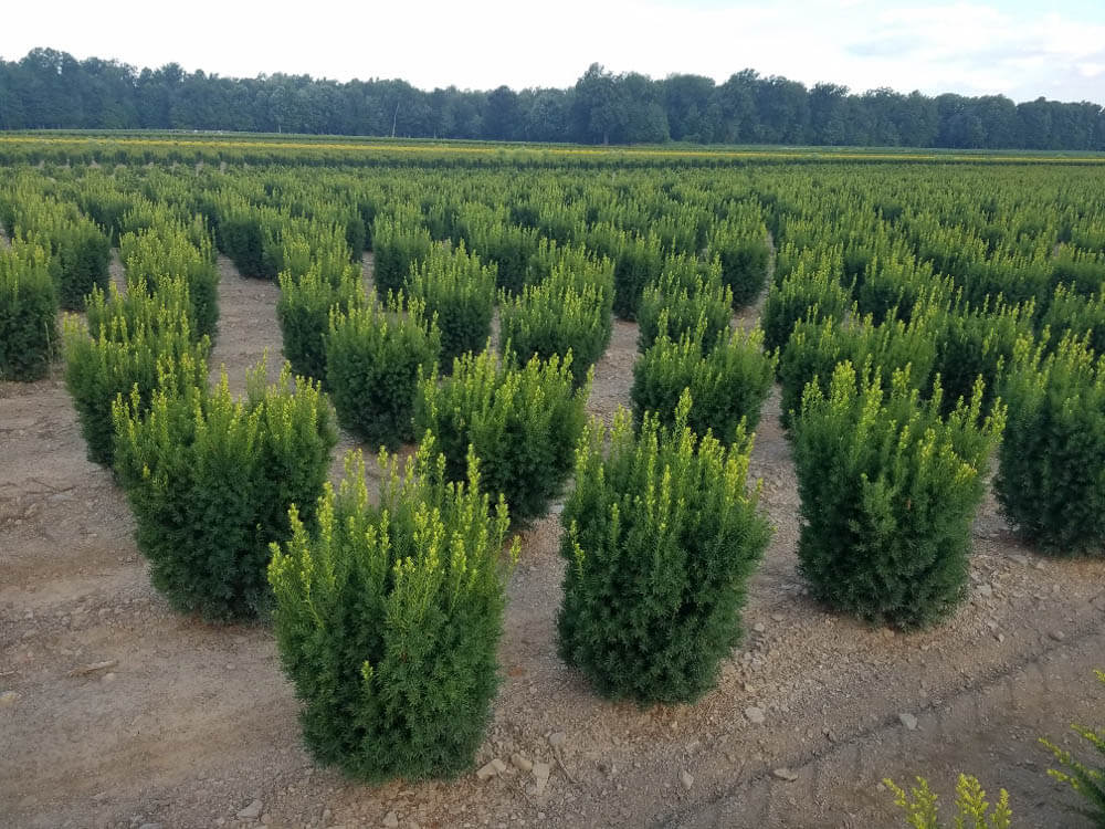 Taxus c. NovaWeb