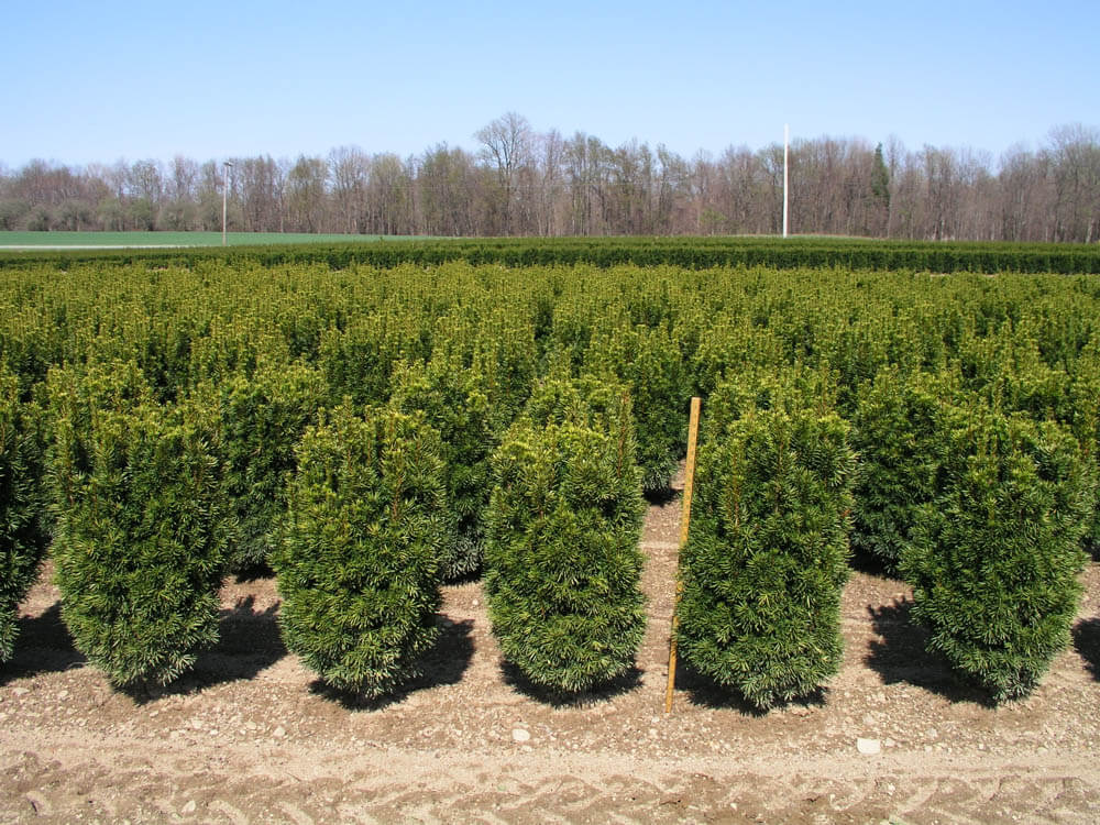 Taxus m. CitationWeb