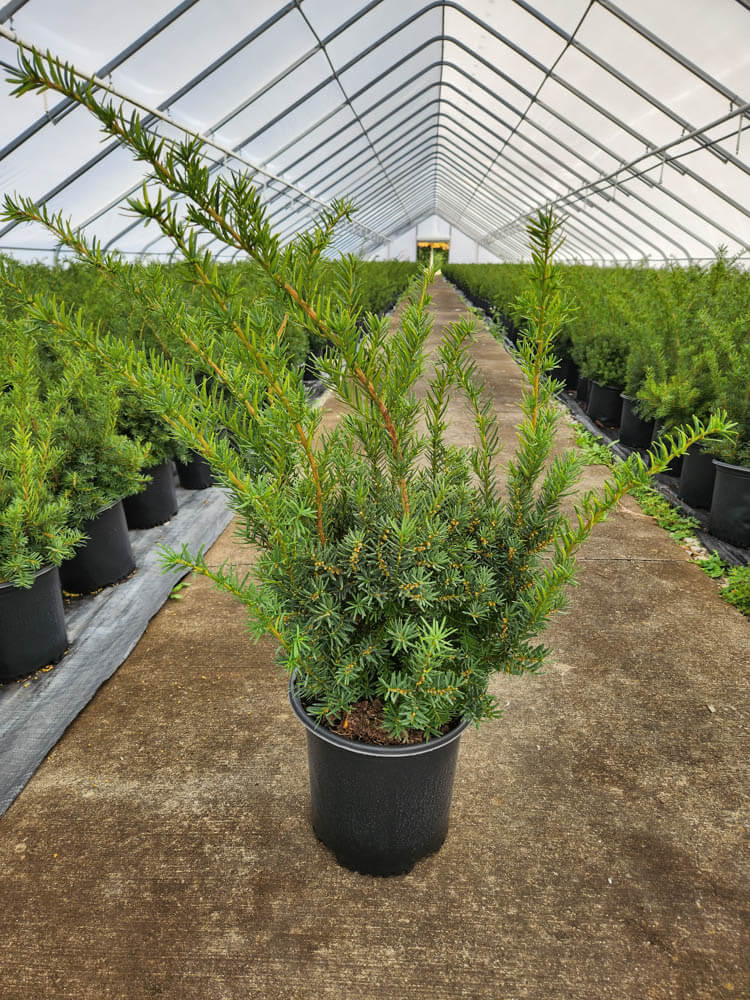 Taxus m. Densi 2g 2Web