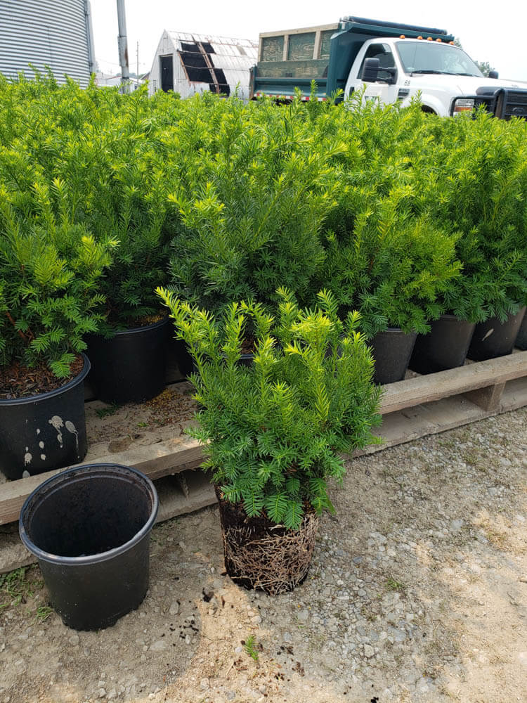 Taxus m. Densi 2gWeb