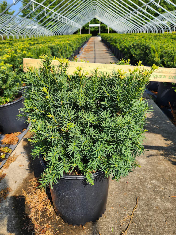 Taxus m. Densi 5gWeb