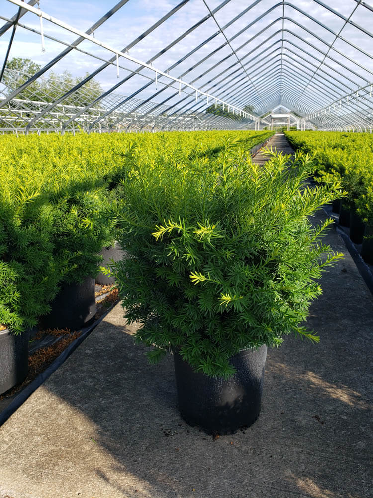 Taxus m. Densi 5gal 2Web