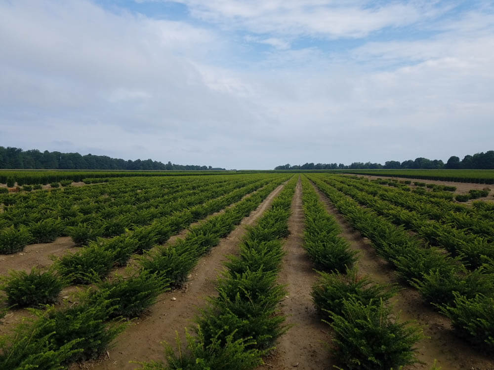 Taxus m. Everlow 2Web