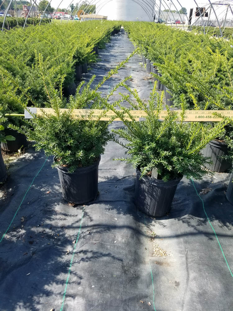 Taxus m. Everlow 2gWeb