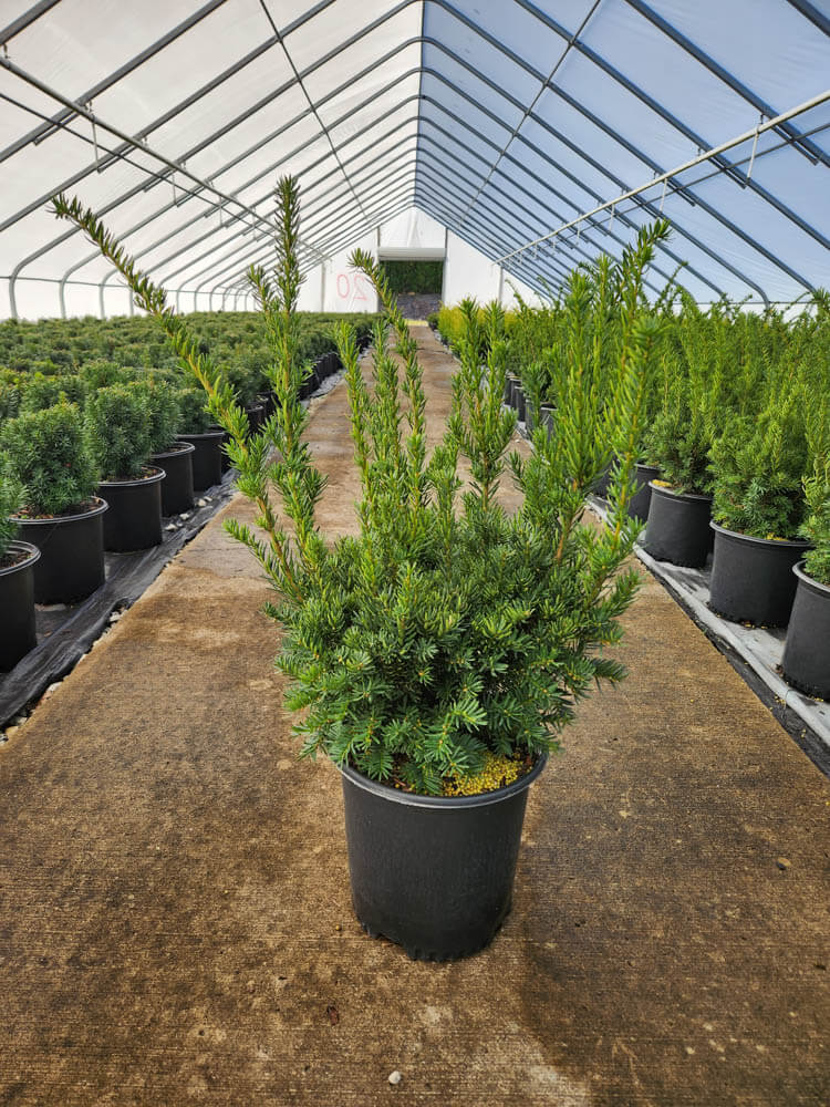 Taxus m. Fairview 2g 2Web