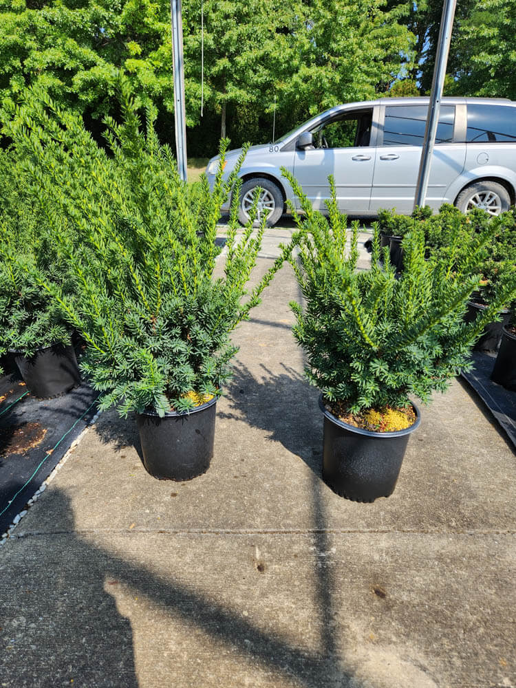 Taxus m. Fairview 2gWeb