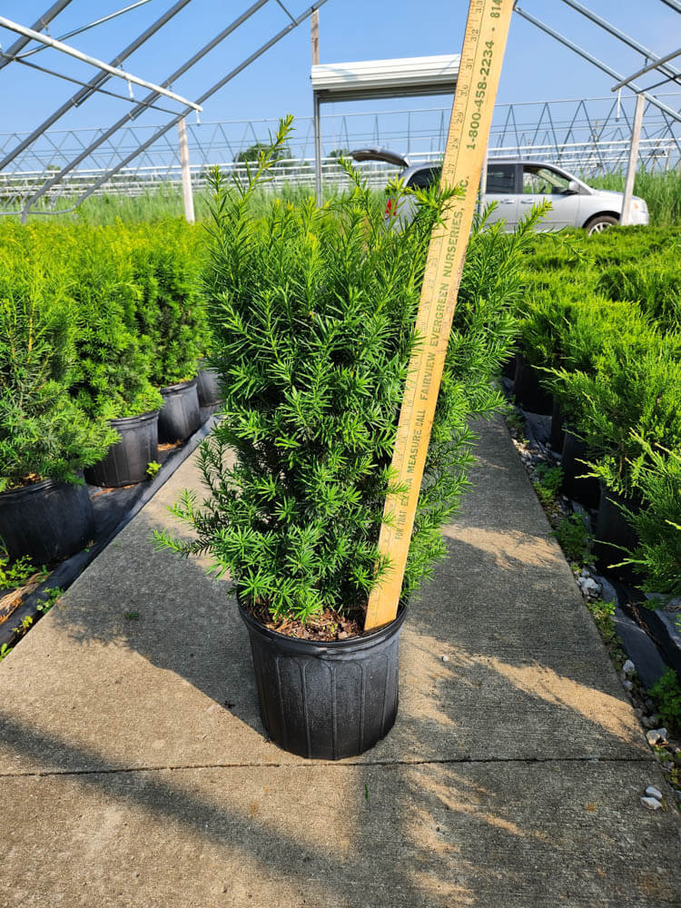 Taxus m. Hicksi 5g 2Web