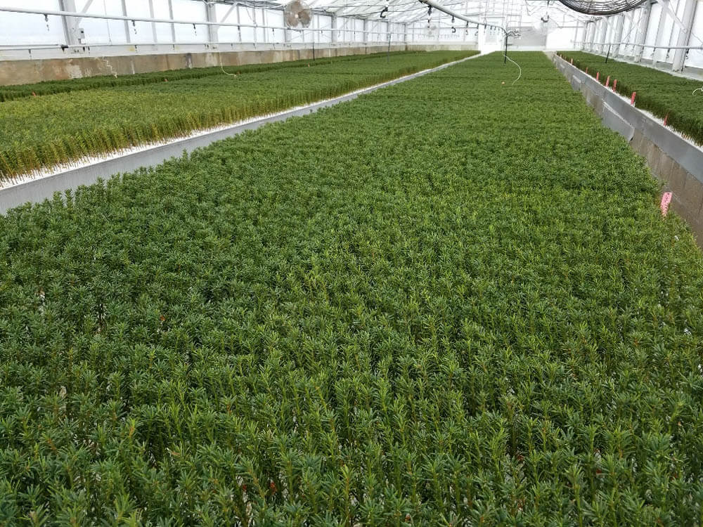 Taxus m. Hicksi GreenhouseWeb