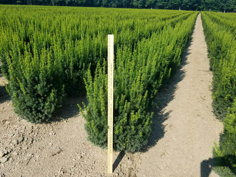 Taxus m. HicksiWeb