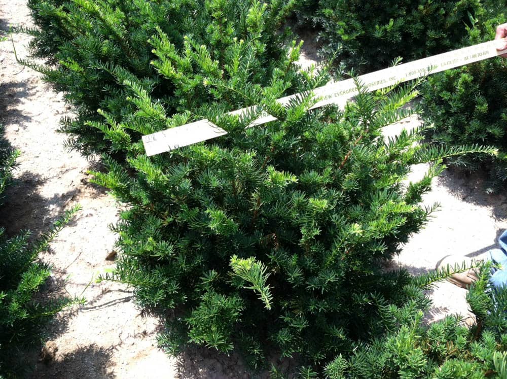 Taxus m. NigraWeb