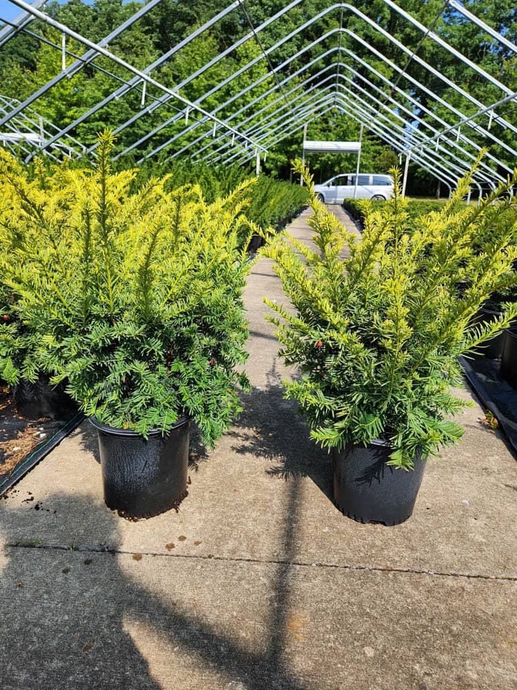 Taxus m. Sunburst 2gWeb