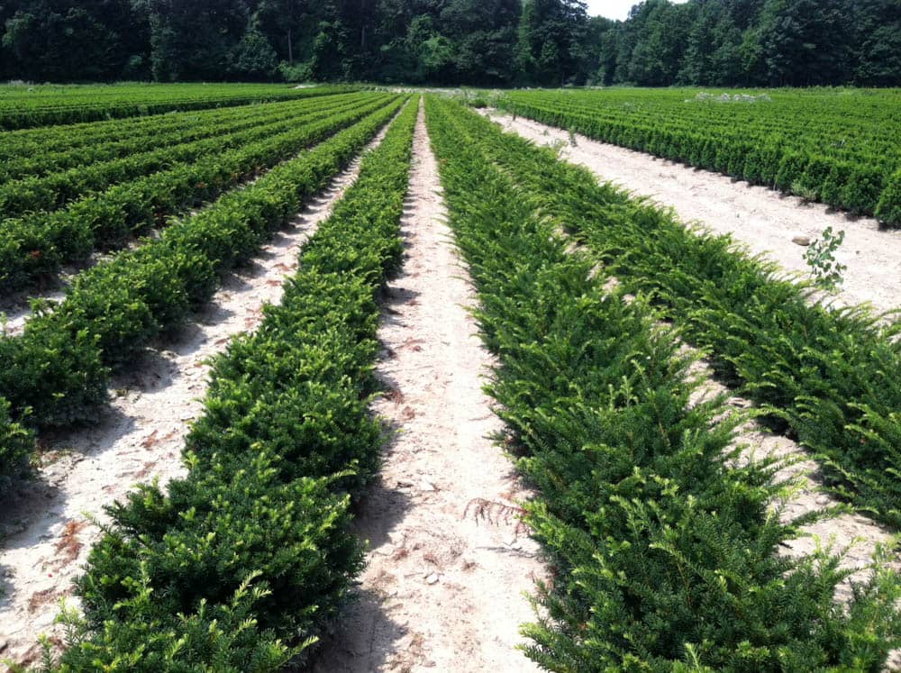 Taxus m. TauntoniWeb