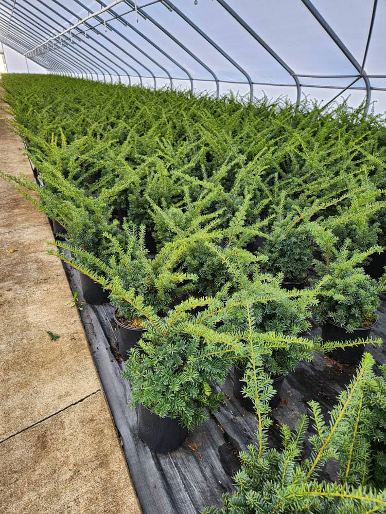 Taxus m. Wardi 2g 2Web