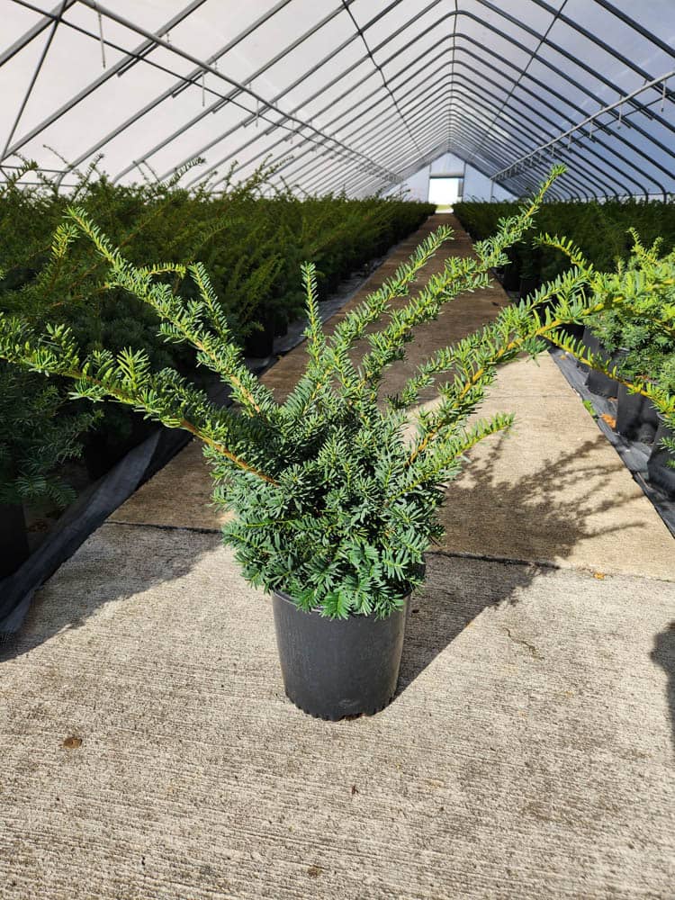 Taxus m. Wardi 2gWeb