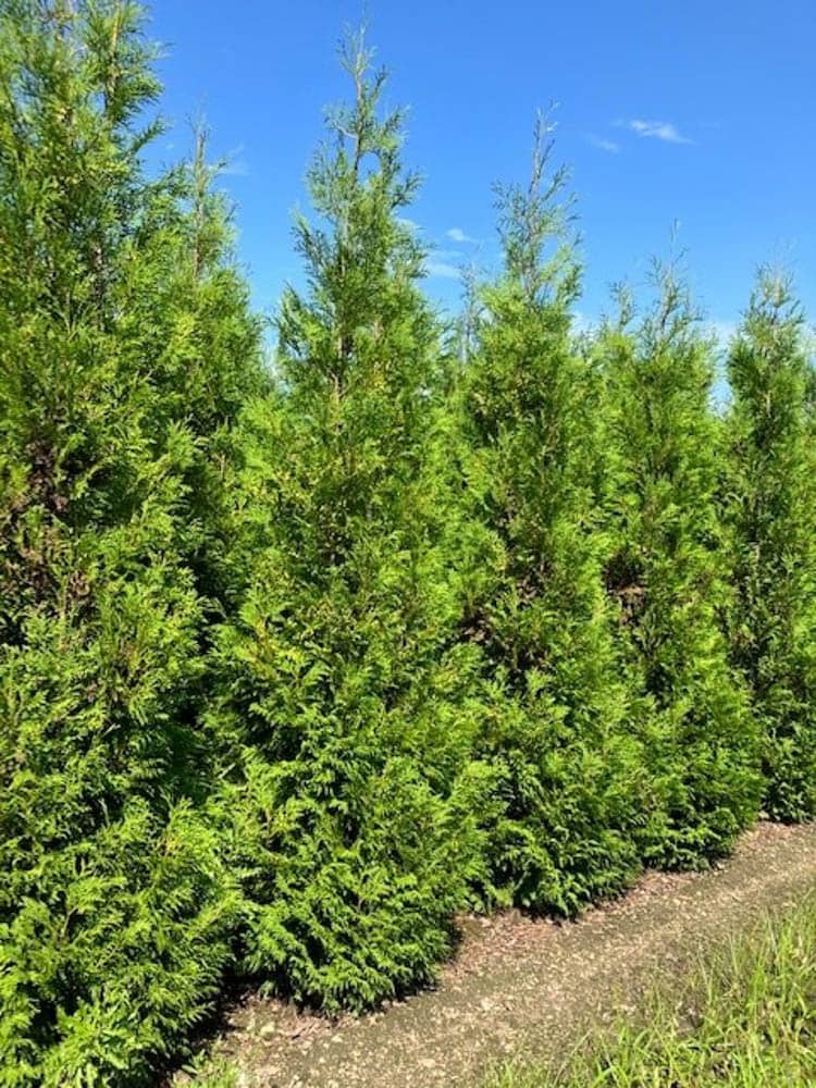 Thuja Hetz Wintergreen 8ft 7 20 2022Web