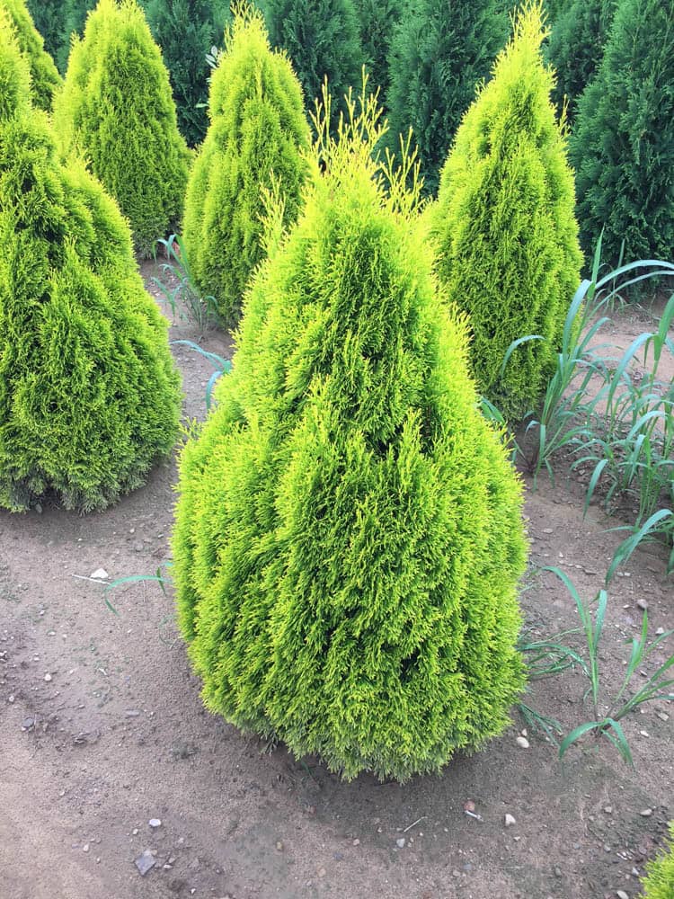 Thuja Janed Gold 4ft Kolar 7 17Web